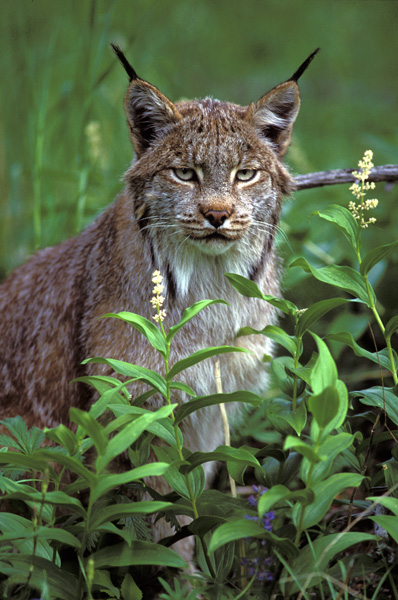 Photo of Lynx canadensis by David Shackleton